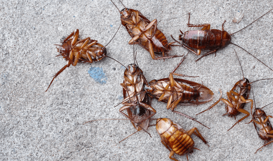 COCKROACH EXTERMINATION